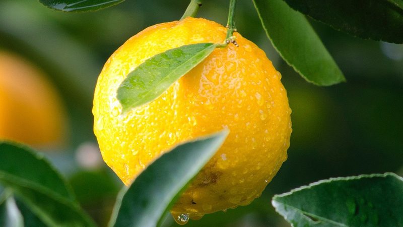 生物科技医疗应用，如何选择合适的技术平台？**