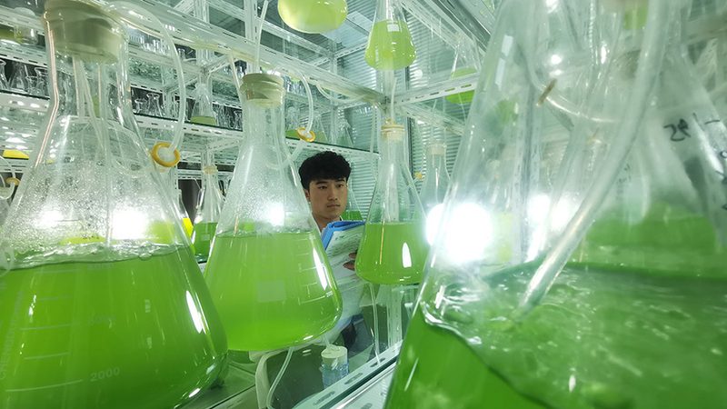 CDMO项目周期为什么常被低估
